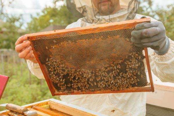 Heroes to Hives beekeeping classes