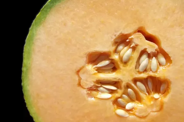 Salmonella infections linked to cantaloupes in Canada and the US