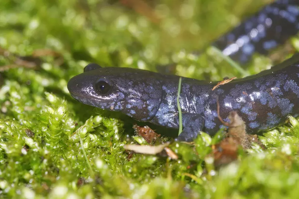 Blue Spotted Salamander