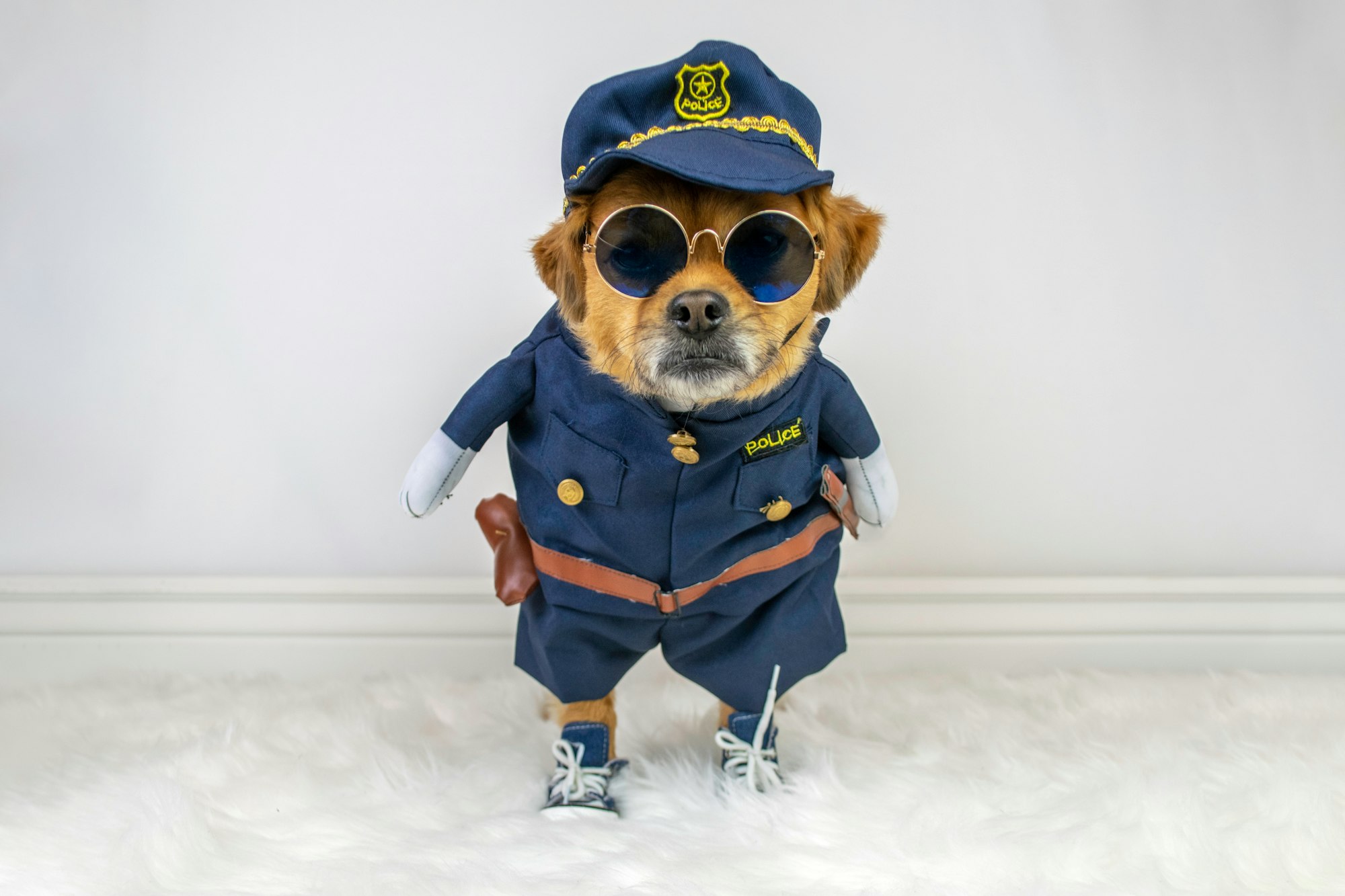 Cute dog wearing police costume