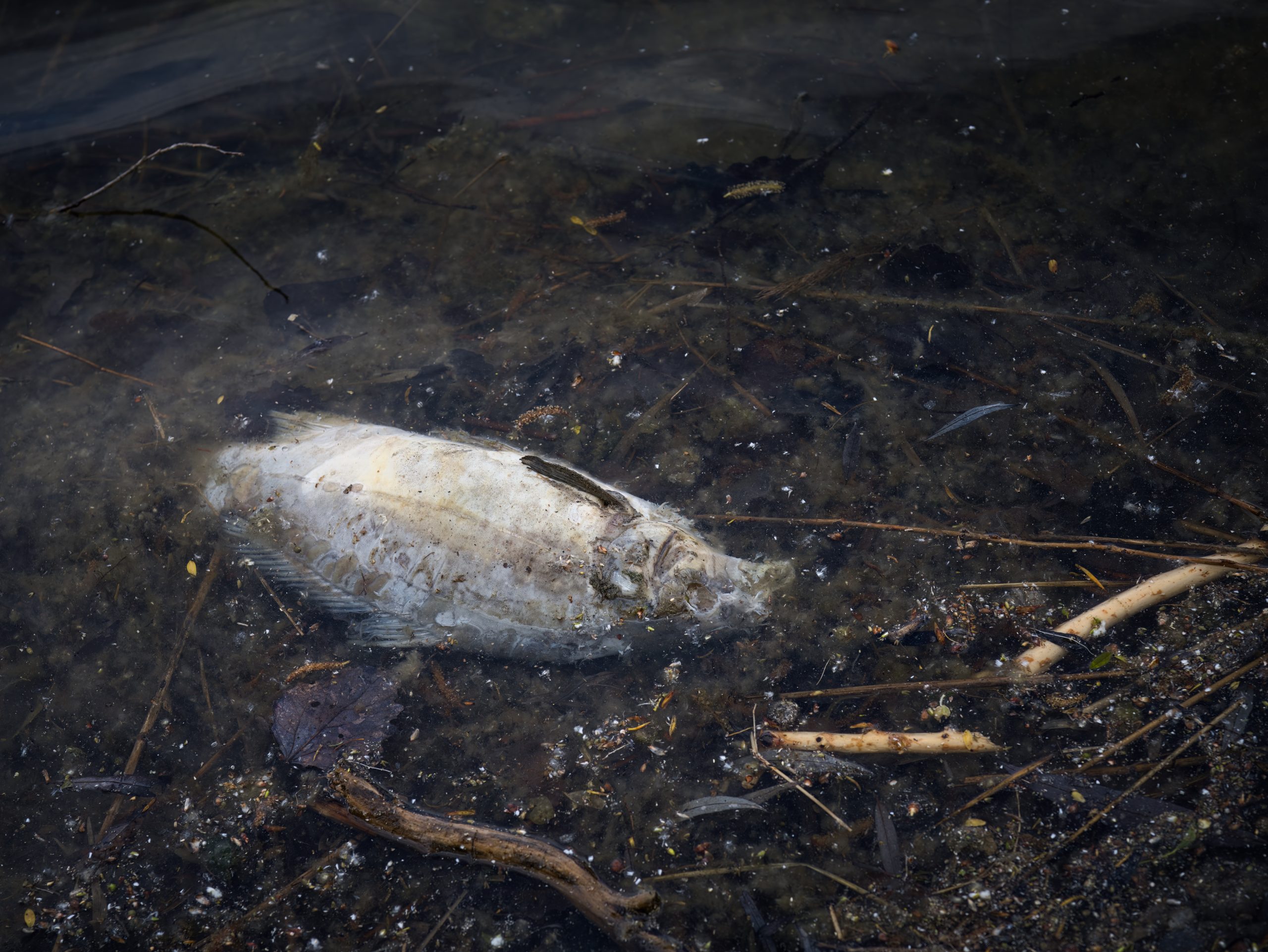 Winterkill dead fish