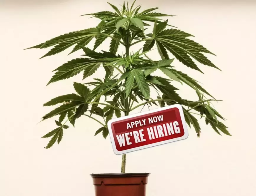 Weed-Jobs